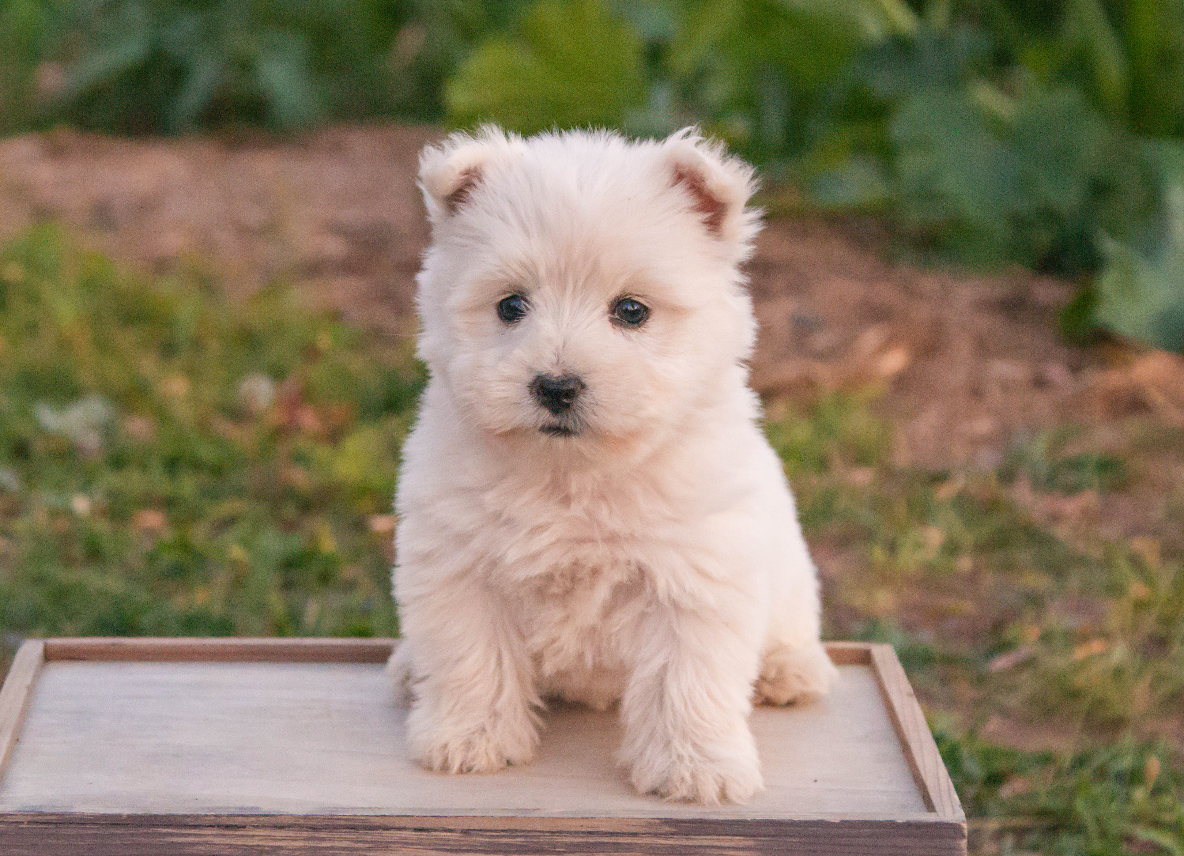 puppy, for, sale, West Highland White Terrier, Amos B. King, dog, breeder, Romney, WV, dog-breeder, puppy-for-sale, forsale, nearby, find, puppyfind, locator, puppylocator, aca